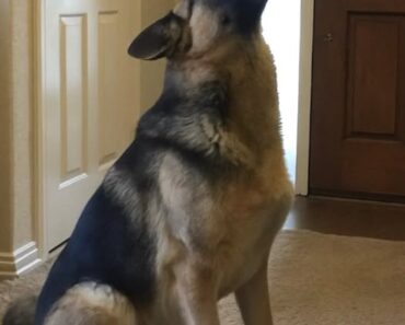 When the kids left with my mother-in-law, my dog wouldn’t stop howling—so I had to find out why.